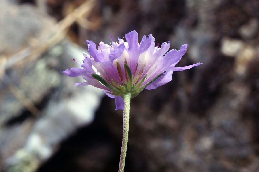 Sixalix atropurpurea